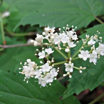 Viburnum acerifolium – Maple-leaved Viburnum